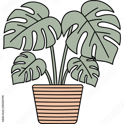 Monstera Deliciosa Plant With Large Green Leaves In A Pink Striped Pot On Black Background Simple Line Art Illustration