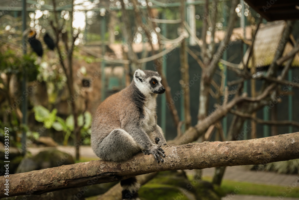 Fototapeta premium Lemur resting on a tree branch within a lush environment