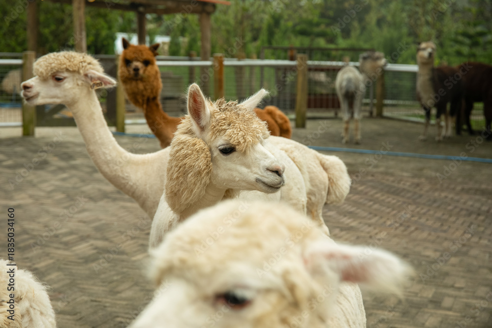 Naklejka premium Group of llamas and alpacas in a ranch setting