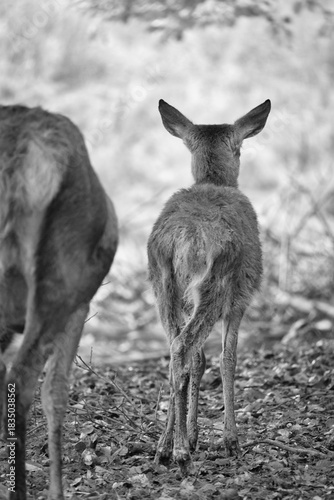 Fawn and mother deer seen from behind in an autumn forest.