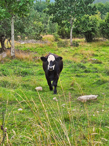 A cute, black cow in a summer pasture.