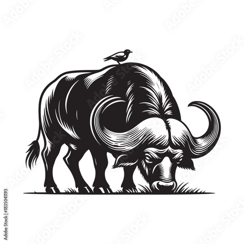 Black and white illustration of a cape buffalo with bird on back