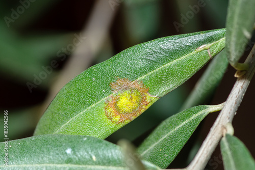 An olive leaf with Peacock Spot caused by Spilocaea Oleaginea