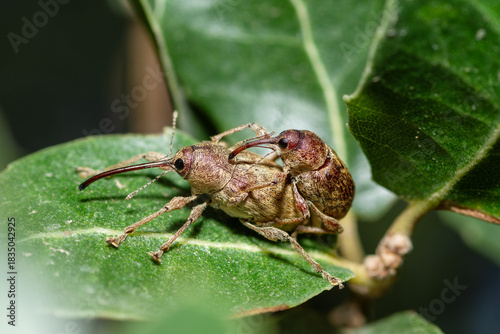 A pair of Chestnut Weevils mating on an oak leaf, Curculio Elephas