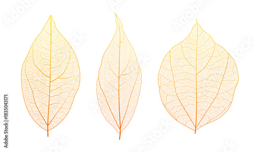 Leaf vein cell skeleton texture abstract background set with close up plant leaf cells structure pattern vector illustration. Macro leaf vein skeleton organic lattice natural foliage texture.