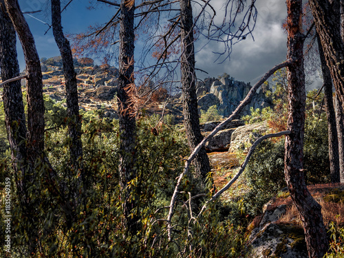 La Peña MUñana tras los pinos