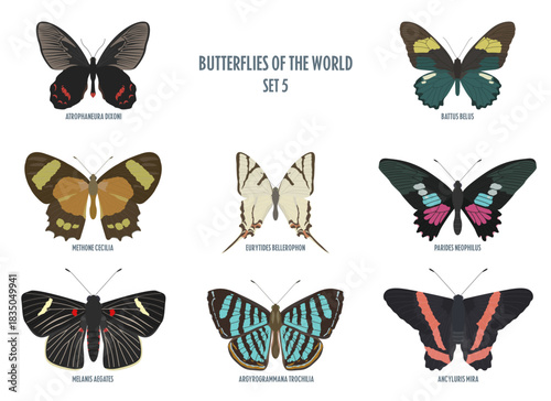 Butterflies of the world -5.eps