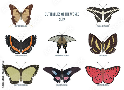 Butterflies of the world -9.eps