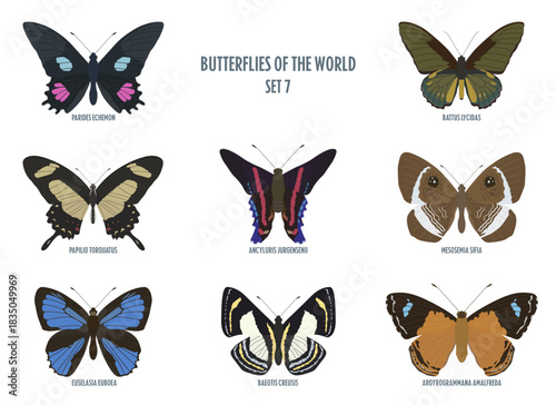 Butterflies of the world -7.eps