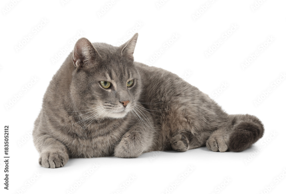 Fototapeta premium Cute grey cat lying on white background