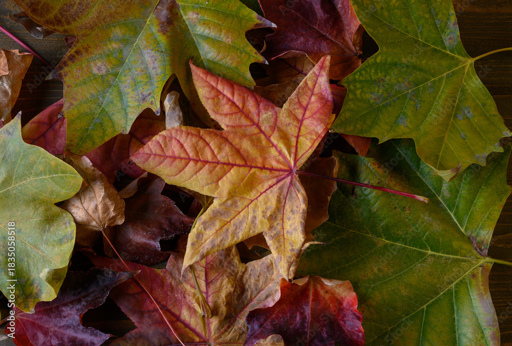 custom made wallpaper toronto digitalColorful Autumn Leaves (Maple, Oak) on the Ground in a Park or Forest. Carpet of Foliage.