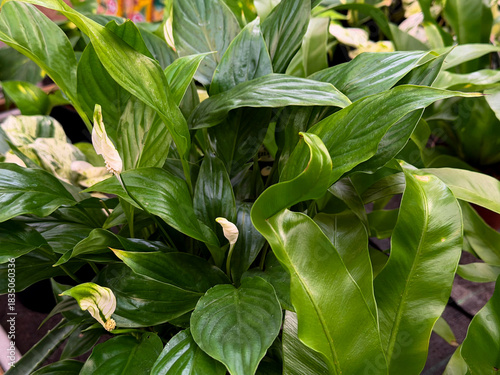 Close up of green leaves of a spathiphyllum plant 