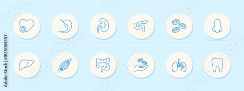 Human organs set icon. Heart, stomach, kidney, pancreas, blood, nose, liver, muscle, colon, hand, lungs, tooth. Health, biology, anatomy, internal, medical, system, body, organ, science, structure.