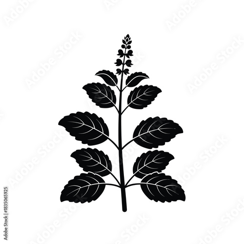 Black silhouette of a Holy Basil plant Tulsi herb