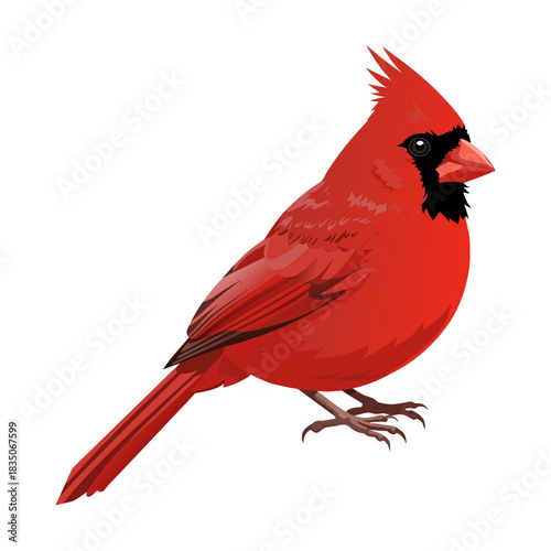 Beautiful red cardinal vector art, transparent background, isolated, vector