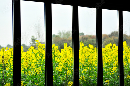 yellow rapeseed flowers on a window