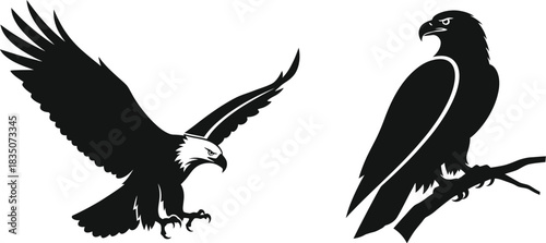 Bald eagles silhouette one flying and one perched on a branch