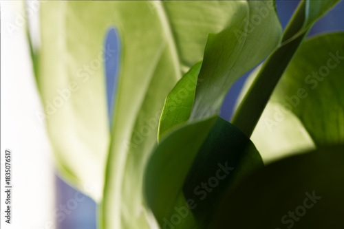 Minimalist composition of green monstera leaves against a deep blue and bright white light