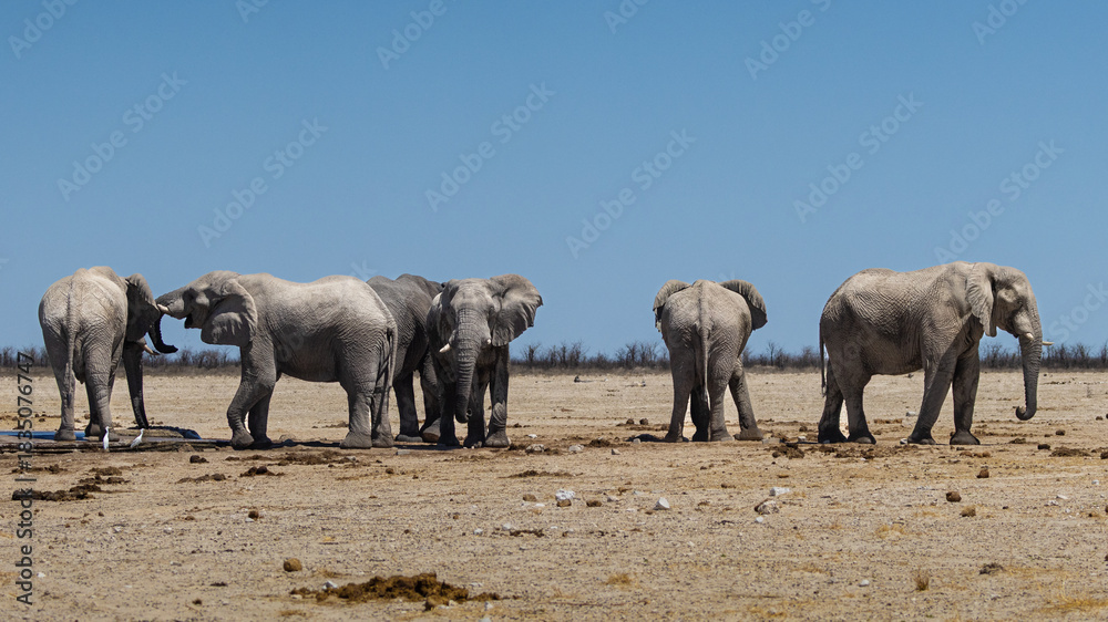 Obraz premium African elephants, are members of the genus Loxodonta, these are African bush elephants (L. africana), drinking, bathing, playing, dusting at Sonderkop waterhole in the Etosha National Park, Namibia