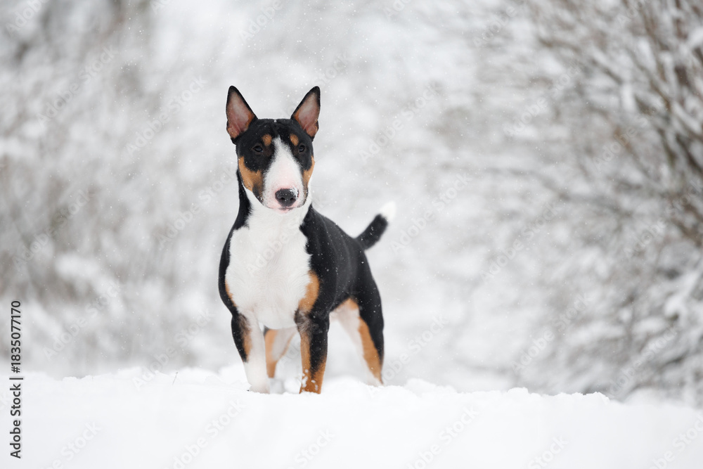 Fototapeta premium cute tricolor bull terrier dog standing outdoors in the snow in winter