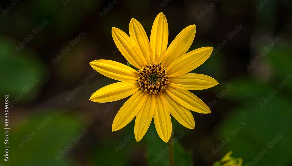 Fototapeta premium Bright yellow wildflower blossom with radial petals on a green stem against a blurry green backdrop