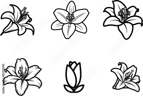 Elegant Black and White Floral Line Art Illustration Featuring Lilies and a Bud showcasing various styles and perspectives perfect for nature enthusiasts and creative design projects