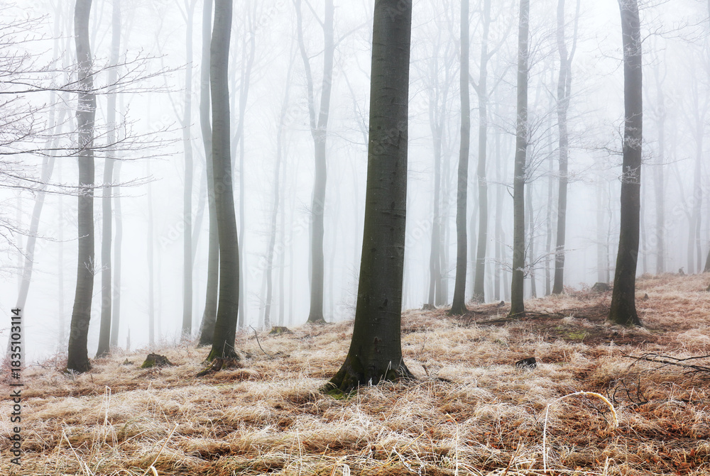 Naklejka premium Misty magical forest at winter time with frosty leaves. Nice landscape