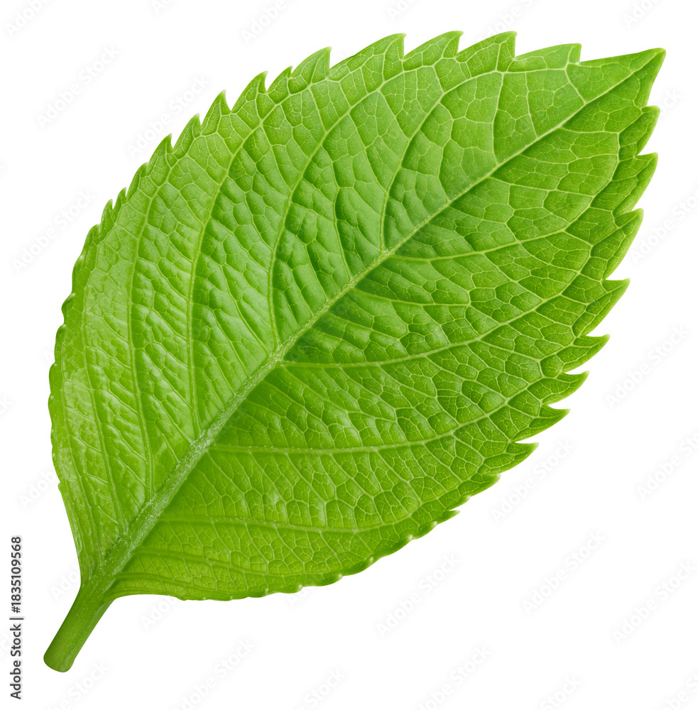 Obraz premium Leaf macro studio photo. Exotic leaves isolated PNG.