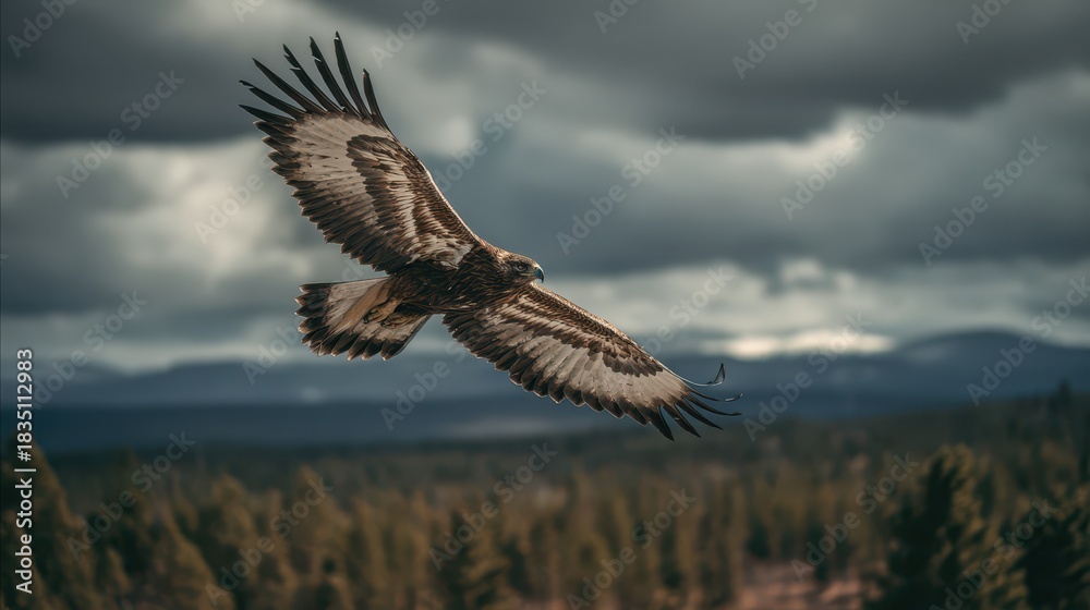 Obraz premium Raptor in Mid-Flight with Wings Expanded and Focused Gaze