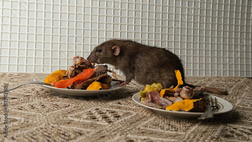 A brown-red rat sits in front of a plate with the remains of bird bones and tangerine peels, the scraps from the meal.