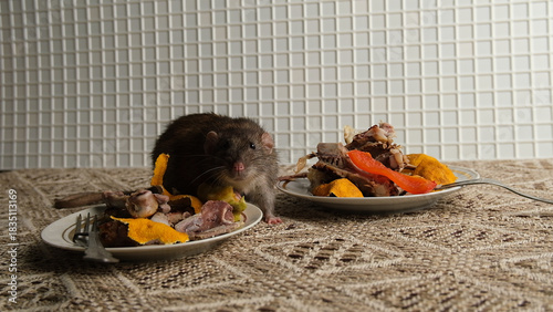 A brown-red rat sits in front of a plate with the remains of bird bones and tangerine peels, the scraps from the meal.