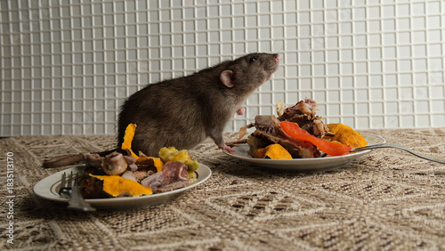 A brown-red rat sits in front of a plate with the remains of bird bones and tangerine peels, the scraps from the meal.