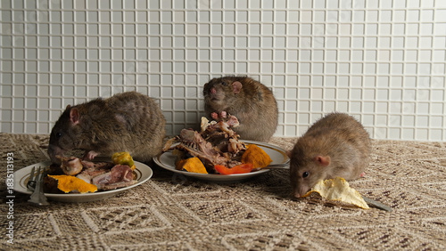 A brown-red rat sits in front of a plate with the remains of bird bones and tangerine peels, the scraps from the meal.