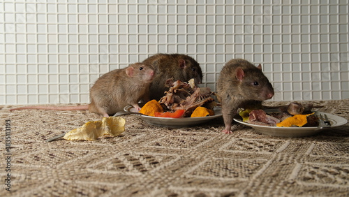 A brown-red rat sits in front of a plate with the remains of bird bones and tangerine peels, the scraps from the meal.