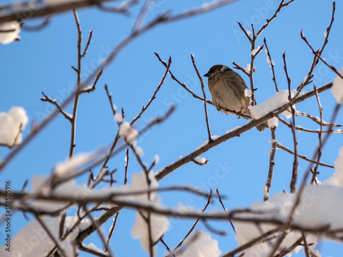 A sparrow on the snow-covered branches of a tree