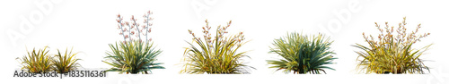 Phormium collection: cookianum 'tricolor' and tenax New Zealand flax isolated PNG on a transparent background premium nature cutout