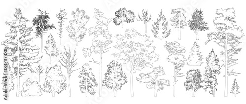 Tree contours. Isolated forest trees on white background. Vector illustration