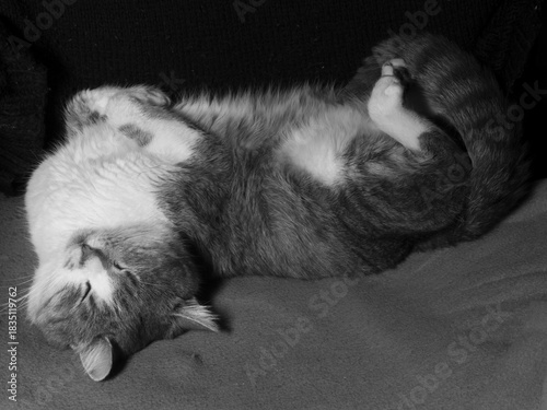 Black and White Sleeping Cat Lying Belly Up