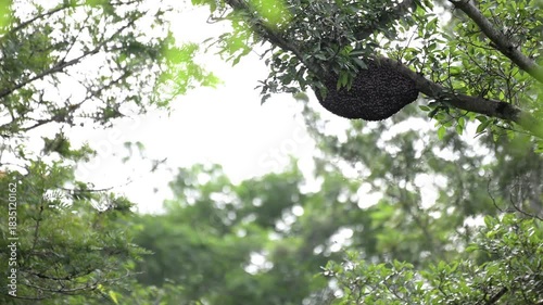 A beautiful Honeycomb in the forest on tree branch with lush green leaves and blurred background , hot by a bee eater bird in natural serenity.