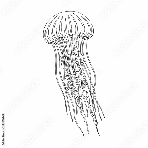 A detailed line drawing of a jellyfish with a rounded bell and long tentacles against a clean white background.