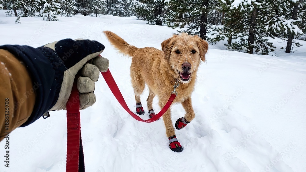 Fototapeta premium Adorable golden retriever dog wearing red boots walks happily on a snowy trail with its owner.
