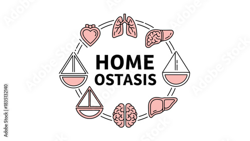 Homeostasis Concept Icon. A circular line illustration combining vital organs (heart, lungs, brain, liver) with a chemical balance symbol.