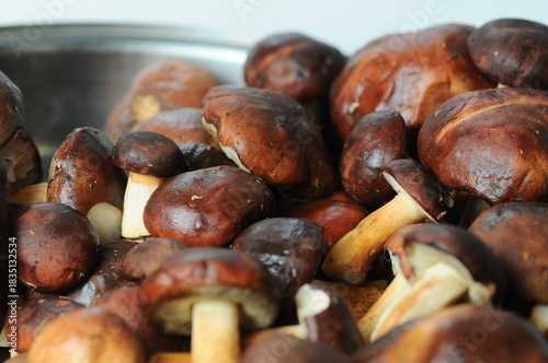 A bowl full of freshly picked wild mushrooms, white and Polish
