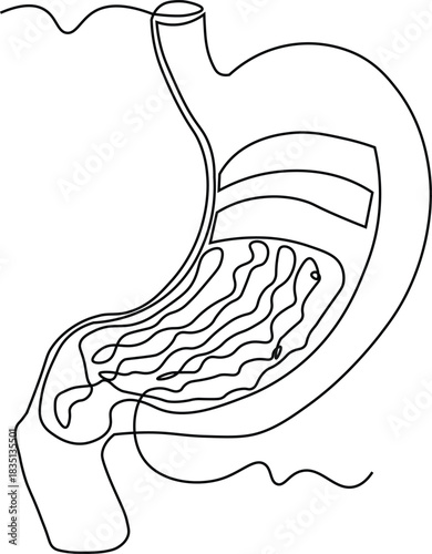Simple continuous one line drawing of stomach 
Anatomical concept vector art. Doodle line illustration.
