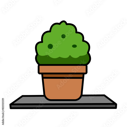 Rounded Green Shrub in Pot