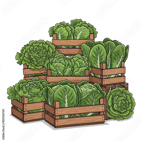 Several wooden crates filled with various kinds of green lettuce are stacked.