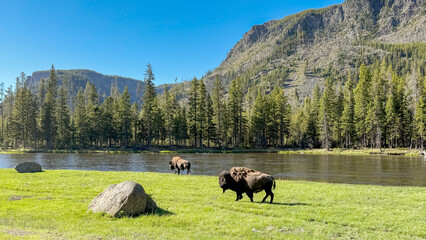 Fototapete Bison Bison in Yellowstone Landschaft  © Cerib