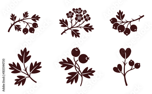 Berries and leaves twigs. Branch. Hawthorn. Cranberry. Plant. Botanic illustration. Fruit. Herbaceous element