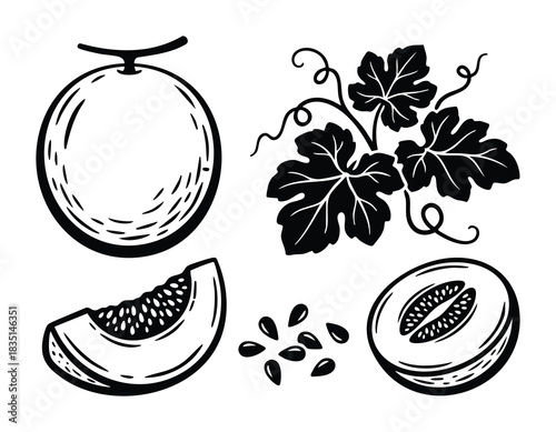 Cantaloupe fruit sketch drawing. Melon food icon set. Healthy fruit. Summer food. Vegan ingredient.