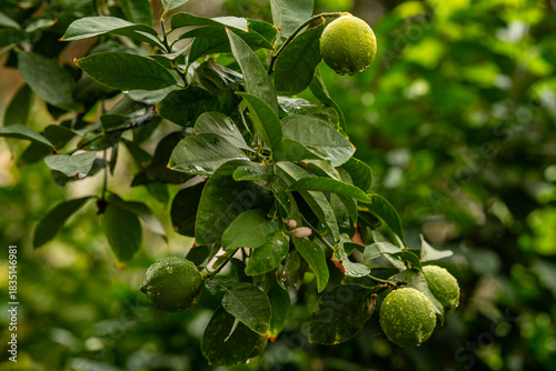 Green unripe lemons growing on lemon tree branch with water drops